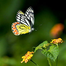 Schmetterling fliegt einen Blume an