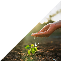 Hand benetzt einen Pflanzensetzling mit Wasser