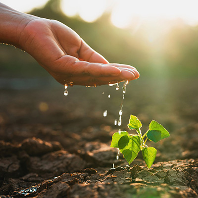 Eine Hand beträufelt einen Pflanzensetzling mit Wasser